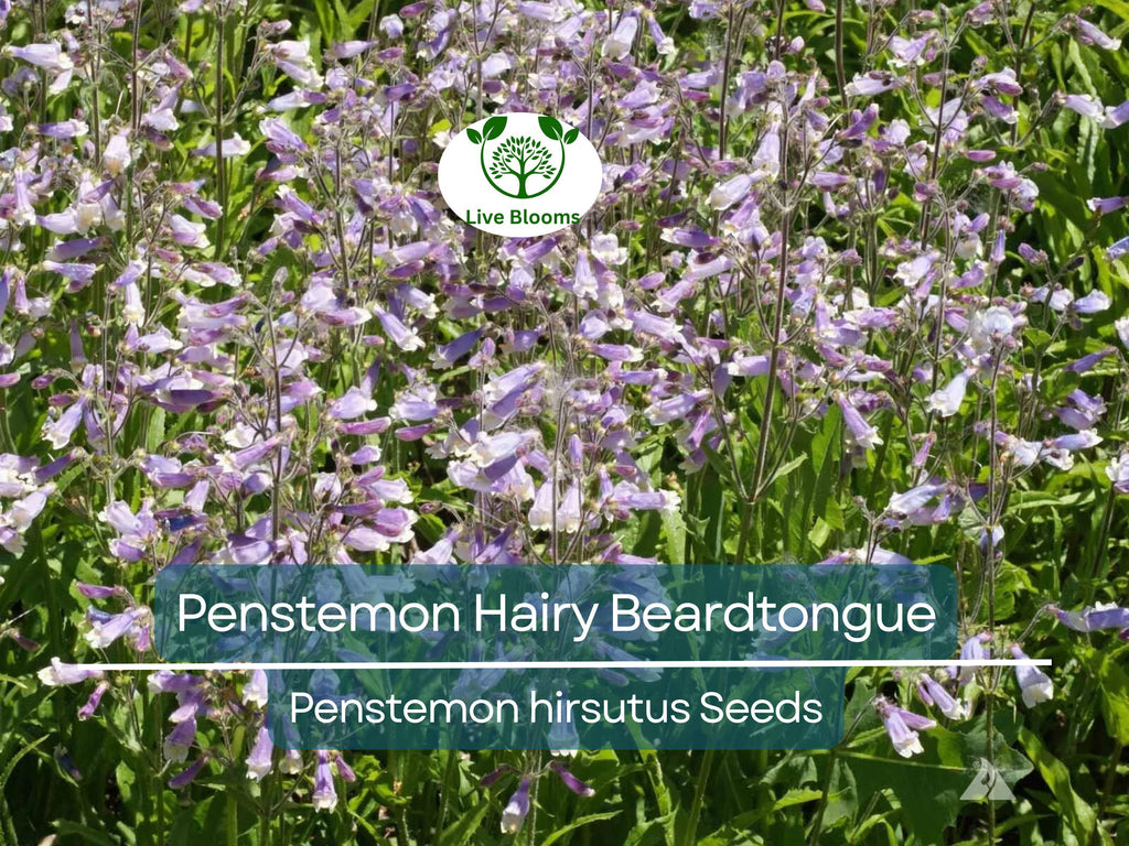 1000 Seeds Penstemon Hairy Beardtongue Perennial Purple Flowers, Non-GMO, Hummingbird-Friendly, Penstemon hirsutus