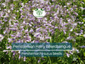 1000 Seeds Penstemon Hairy Beardtongue Perennial Purple Flowers, Non-GMO, Hummingbird-Friendly, Penstemon hirsutus