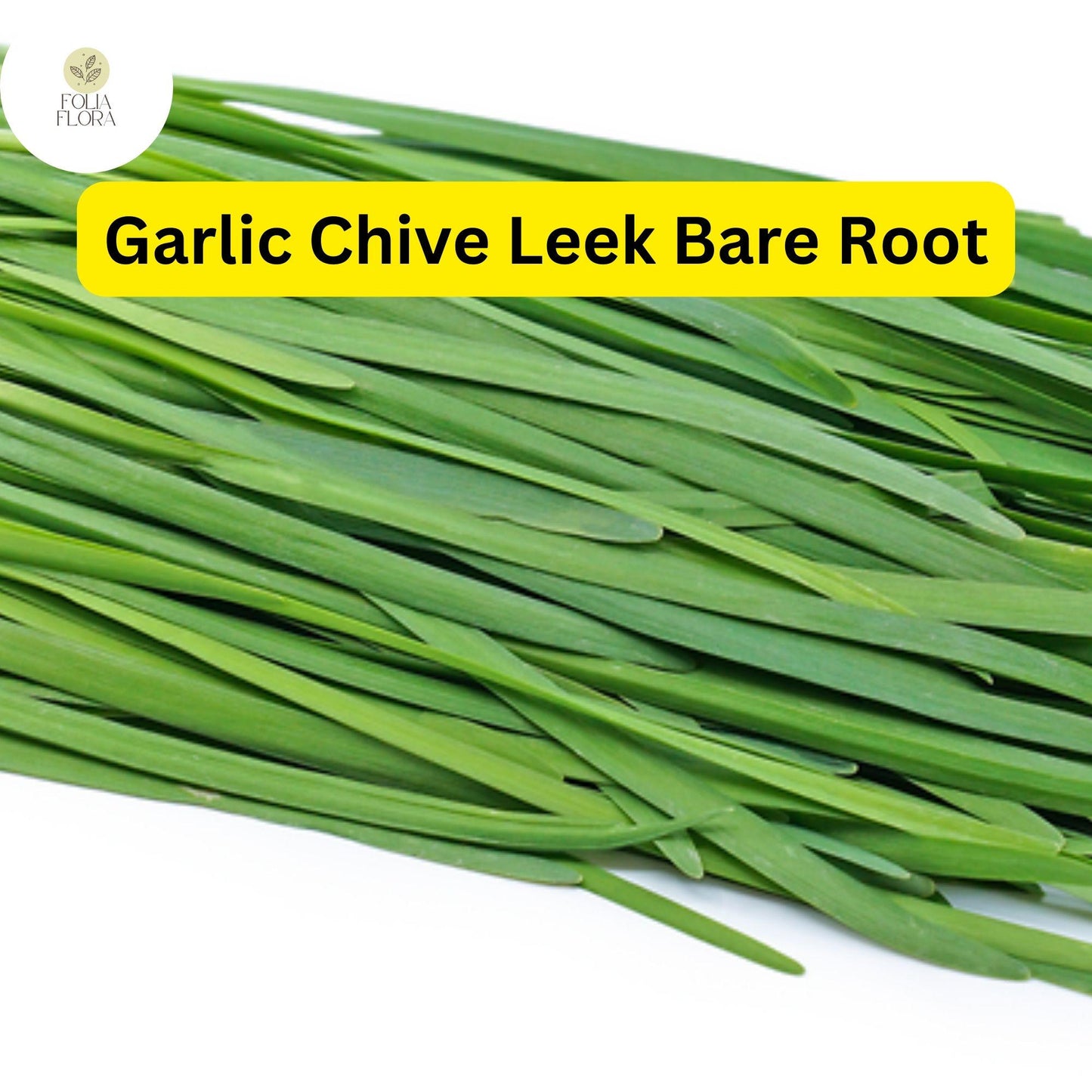 50 Live Garlic Chive Leek Plants, Bare Root, Edible Herb, Perennial, Organic Gardening