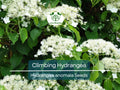 50 Climbing Hydrangea Seeds (Hydrangea anomala), Vining Flower Bush, Creeping Hedge Shrub, Hardy Evergreen for Garden, Fences, & Landscaping