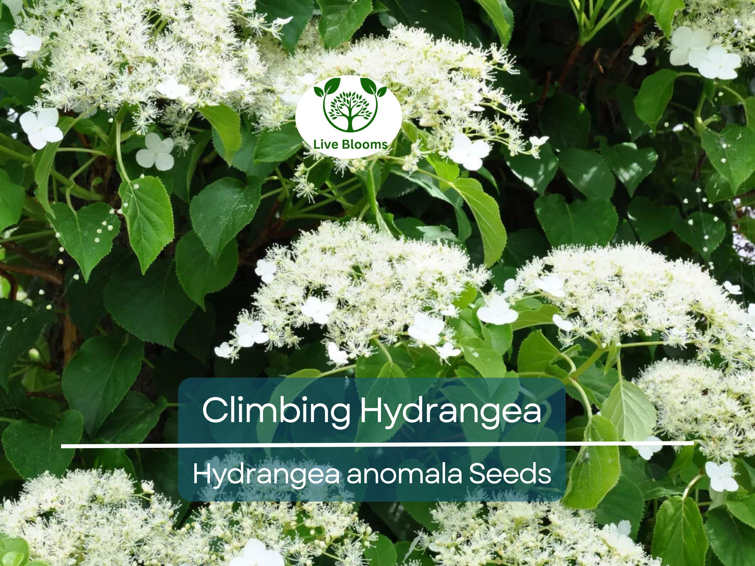 50 Climbing Hydrangea Seeds (Hydrangea anomala), Vining Flower Bush, Creeping Hedge Shrub, Hardy Evergreen for Garden, Fences, & Landscaping