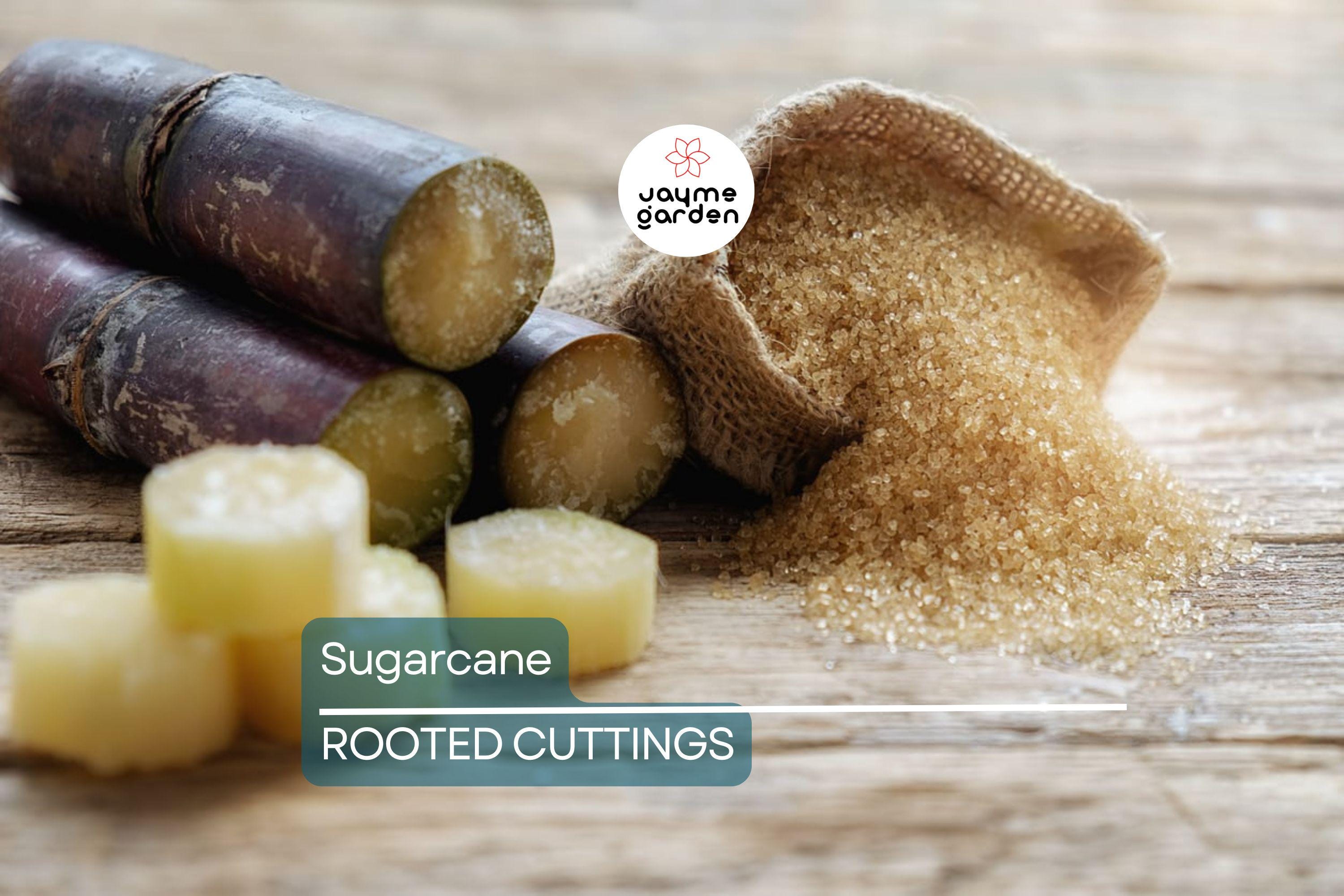 5 Rooted Sugarcane Cuttings – Sweet & Juicy – Tropical Live Plant – Ready to Plant – Fast Growing – Fresh Organic Stalks