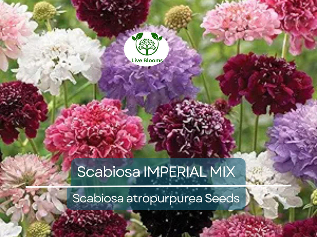 200 Seeds Scabiosa IMPERIAL MIX - Tall Double Pincushion Flower, Dried Everlasting, Non-GMO, Perfect for Cut Flowers - Scabiosa atropurpurea