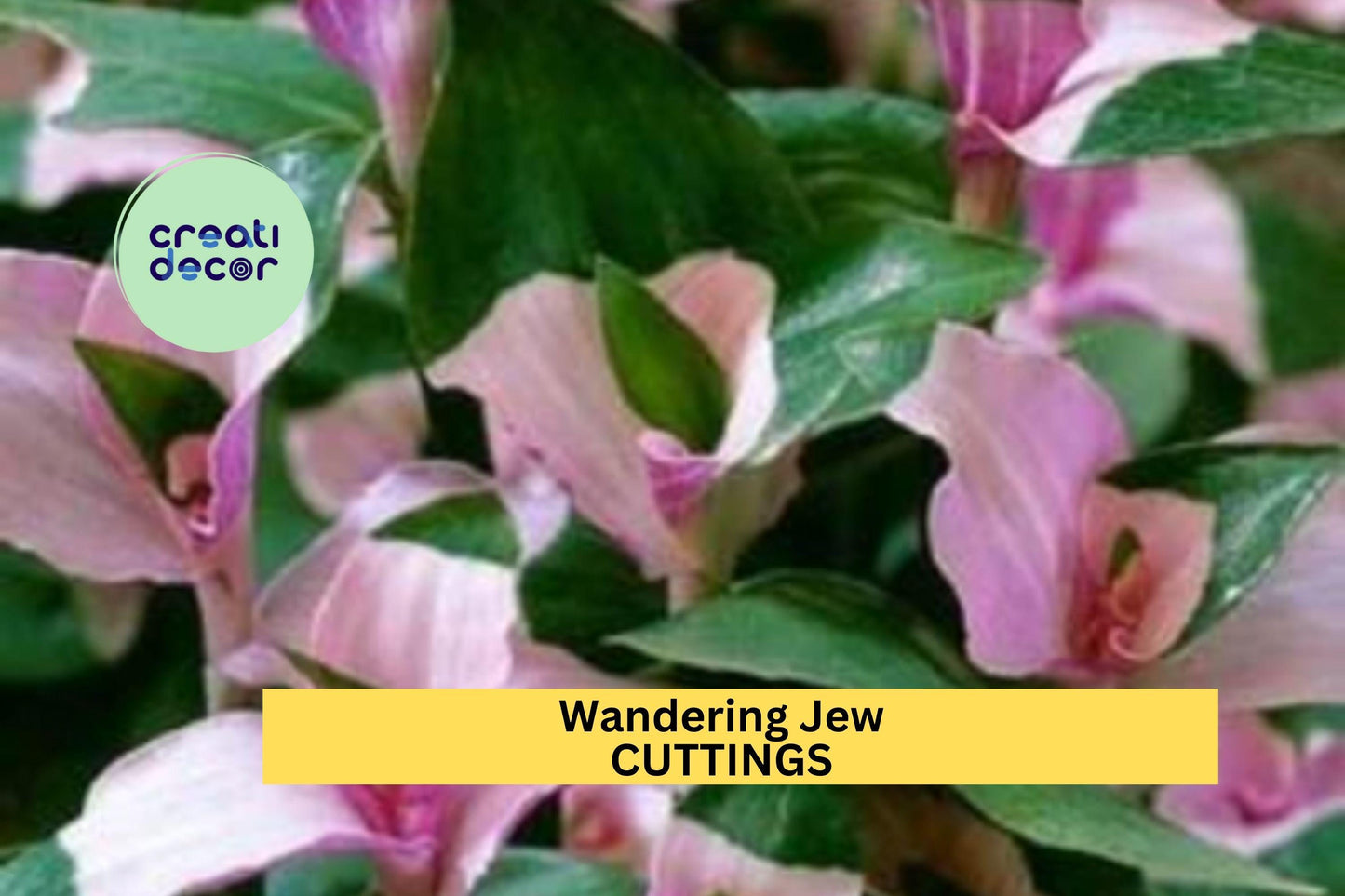 Blushing Maiden Tradescantia Cuttings (3) | Andersoniana Wandering Jew Plant | Variegated Houseplant | Easy to Root