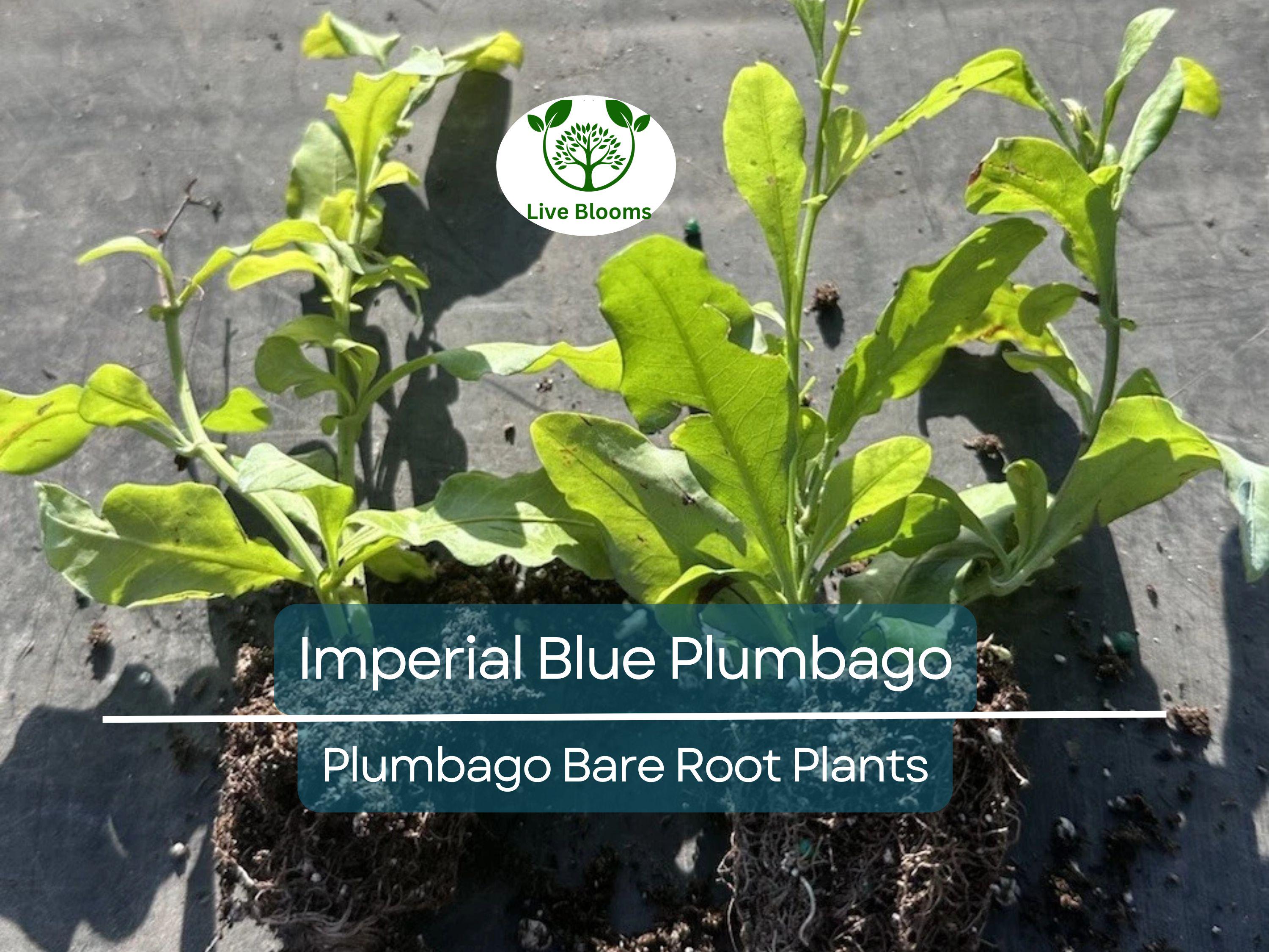 2 Imperial Blue Plumbago Plants – Live Bare Root Plugs 5” Tall – Fast-Growing Perennial with Brilliant Blue Blooms