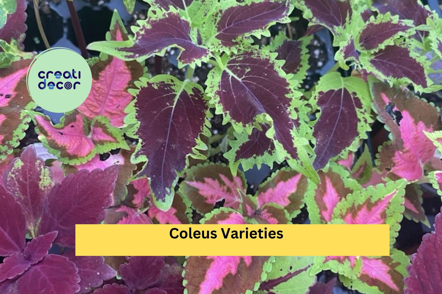 5 Coleus Varieties – Live Rooted Cuttings with Vibrant Multi-Color Foliage, Easy to Grow Starter Plants for Garden or Container