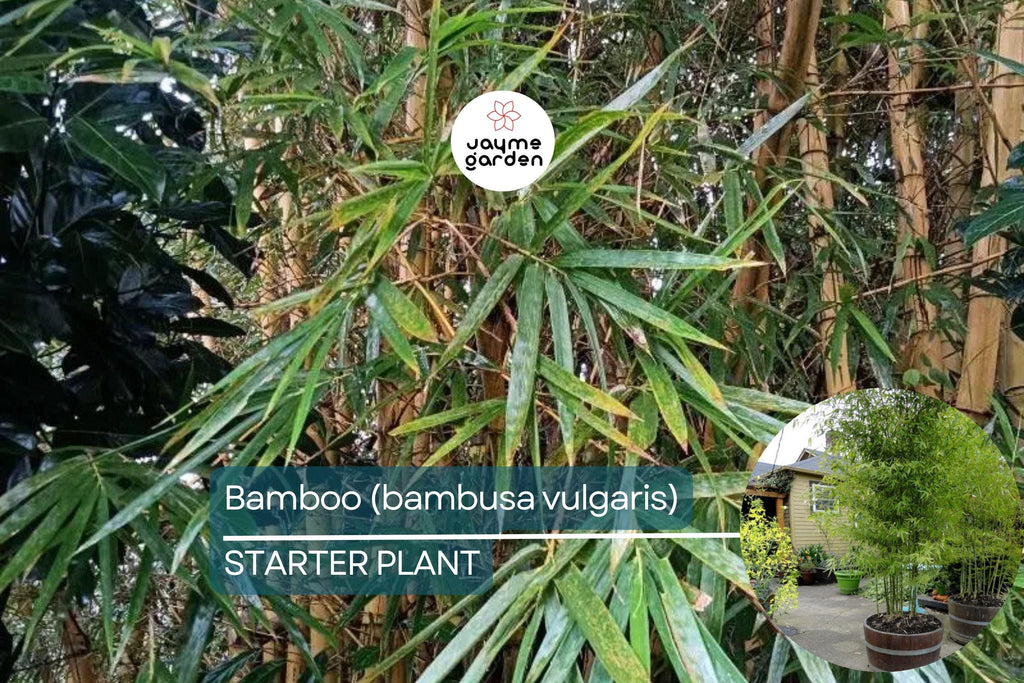 1 Bamboo Plant 12″-24″ - Live Bambusa vulgaris | Vibrant Tree for Gardens, Privacy Screens, and Sustainable Landscapes