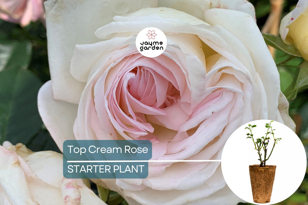 Top Cream™ Rose – 1.5 Gal Pot | Very Fragrant Creamy White Blooms | 100+ Petals | Own Root Hybrid Tea | Hardy Zones 5-10