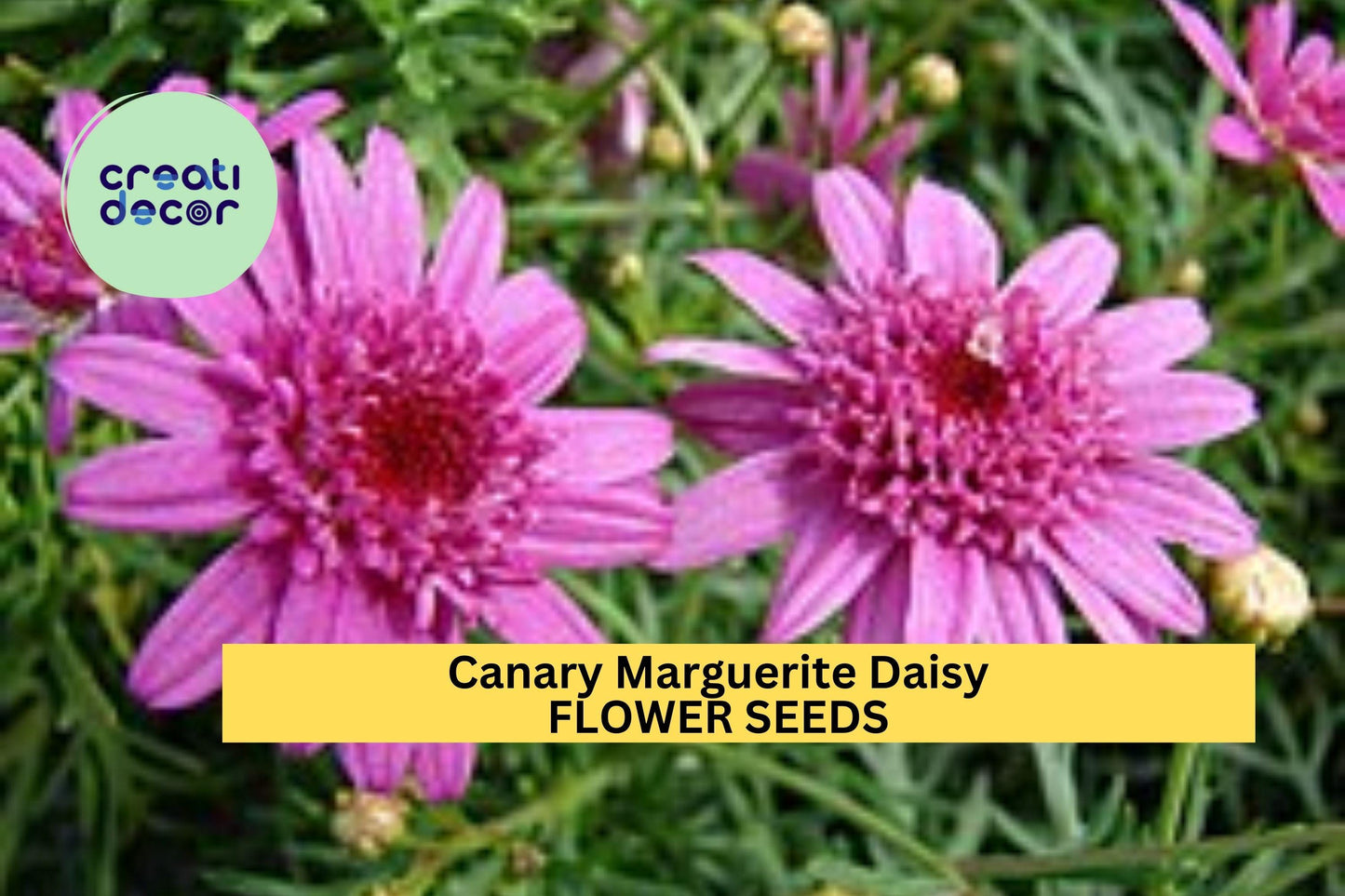 200+ Canary Marguerite Daisy Seeds – Bright Yellow Blooms for Garden Planting, Long-Blooming Annuals for Beds, Borders & Bouquets – USA