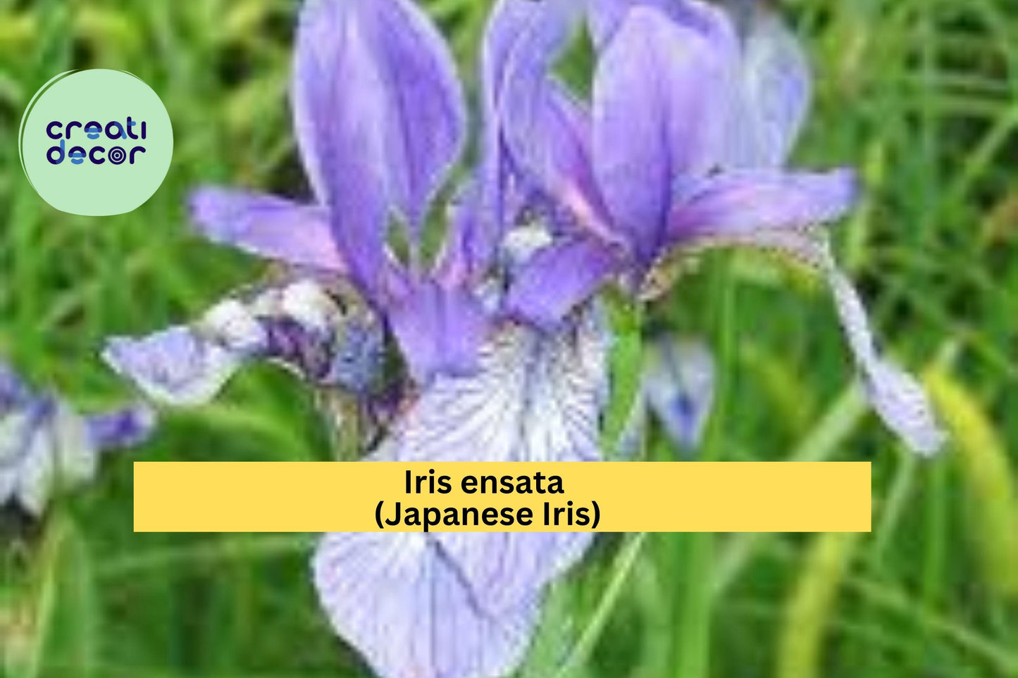 Light Purple Japanese Iris – Iris ensata – Live Root Rhizomes for Planting, Hardy Perennial Water Garden Flower