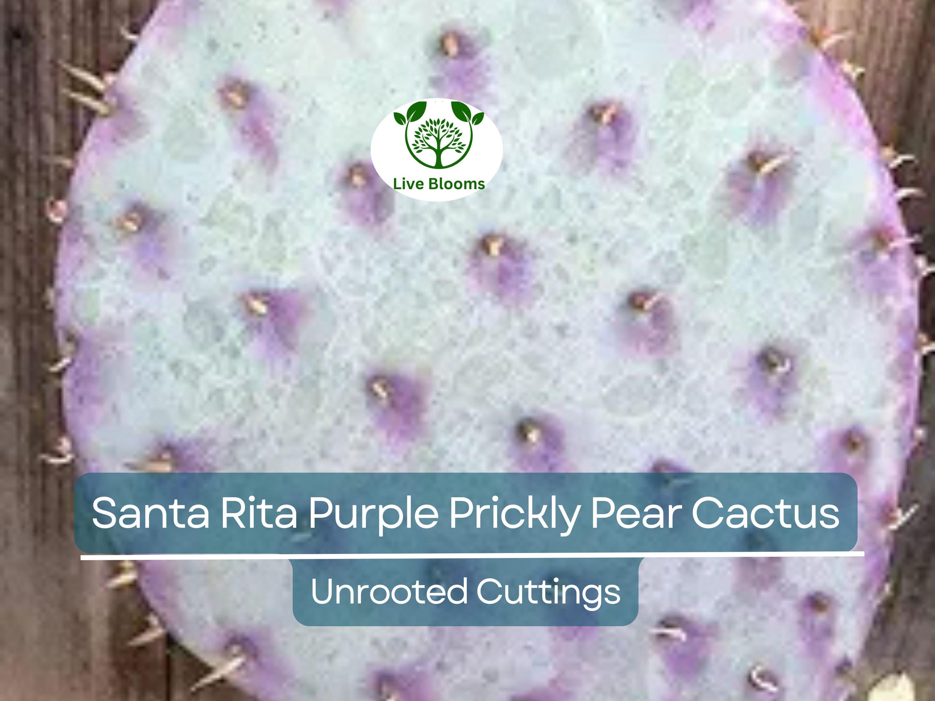 3 Santa Rita Purple Prickly Pear Cactus Opuntia Violacea 5-6" Unrooted Cuttings, Purple Opuntia, Rare Cactus for Sale