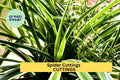 10 Spider Plant Cuttings – Variegated Fresh Unrooted Starts for Indoor Pots or Hanging Baskets – Easy to Grow – Free Shipping – USA