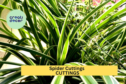 10 Spider Plant Cuttings – Variegated Fresh Unrooted Starts for Indoor Pots or Hanging Baskets – Easy to Grow – Free Shipping – USA