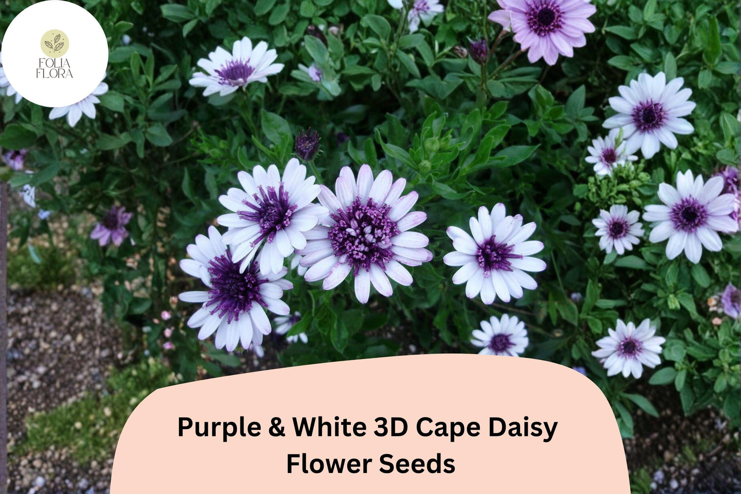 50+ Purple & White 3D Cape Daisy Seeds | Osteospermum ecklonis | Stunning Bicolor Blooms | Garden Flower Seeds