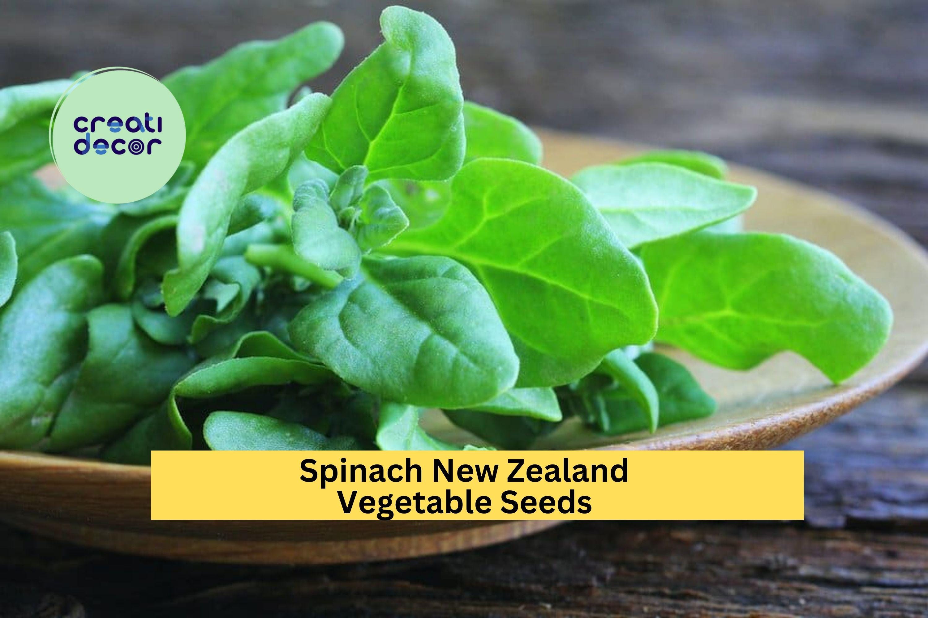 3pcs of 1g New Zealand Spinach Seeds – Heat Tolerant, Cut-and-Come-Again Greens for Summer Garden or Containers Seeds for Planting