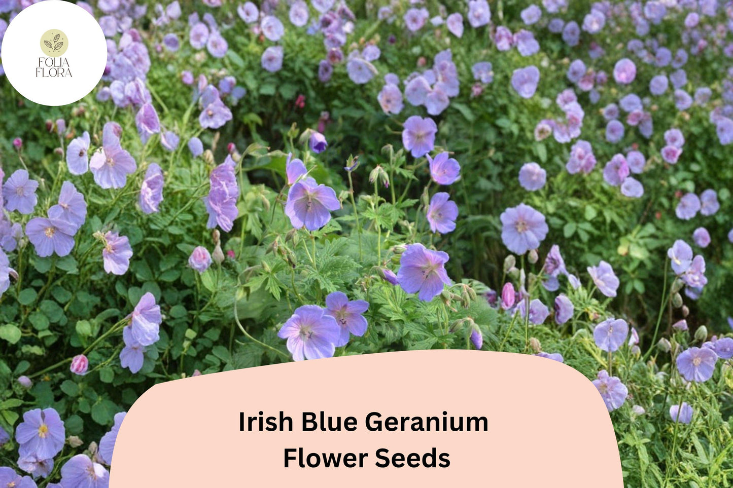 25+ Irish Blue Geranium Seeds for Garden Planting – Vibrant Blue Flowers, Hardy Perennial, Easy to Grow