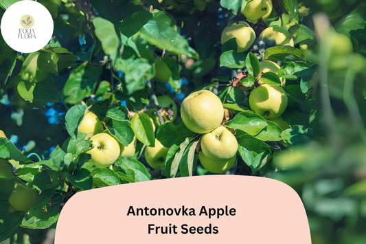 25+ Antonovka Apple Seeds | Malus domestica | Cold Hardy Heirloom Variety | Great for Rootstock or Orchard Planting | Non-GMO