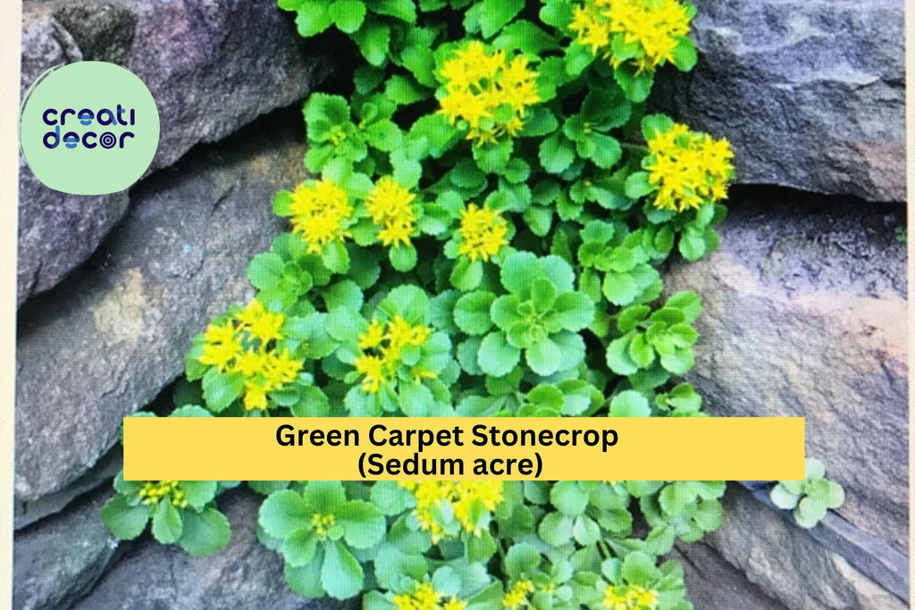 Green Carpet Stonecrop – 10 Live Sedum acre Plants, Hardy Golden Ground Cover for Rock Gardens, Path Edges, and Containers