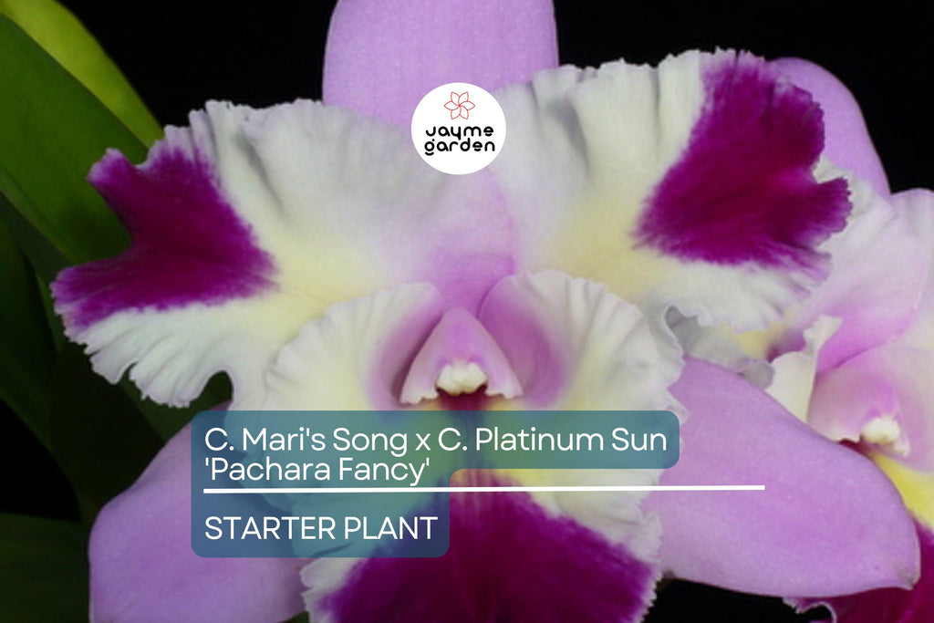 C. Mari's Song x C. Platinum Sun 'Pachara Fancy' Orchid | Live Potted Starter Plant | Multicolor Cattleya | Tropical Indoor/Outdoor