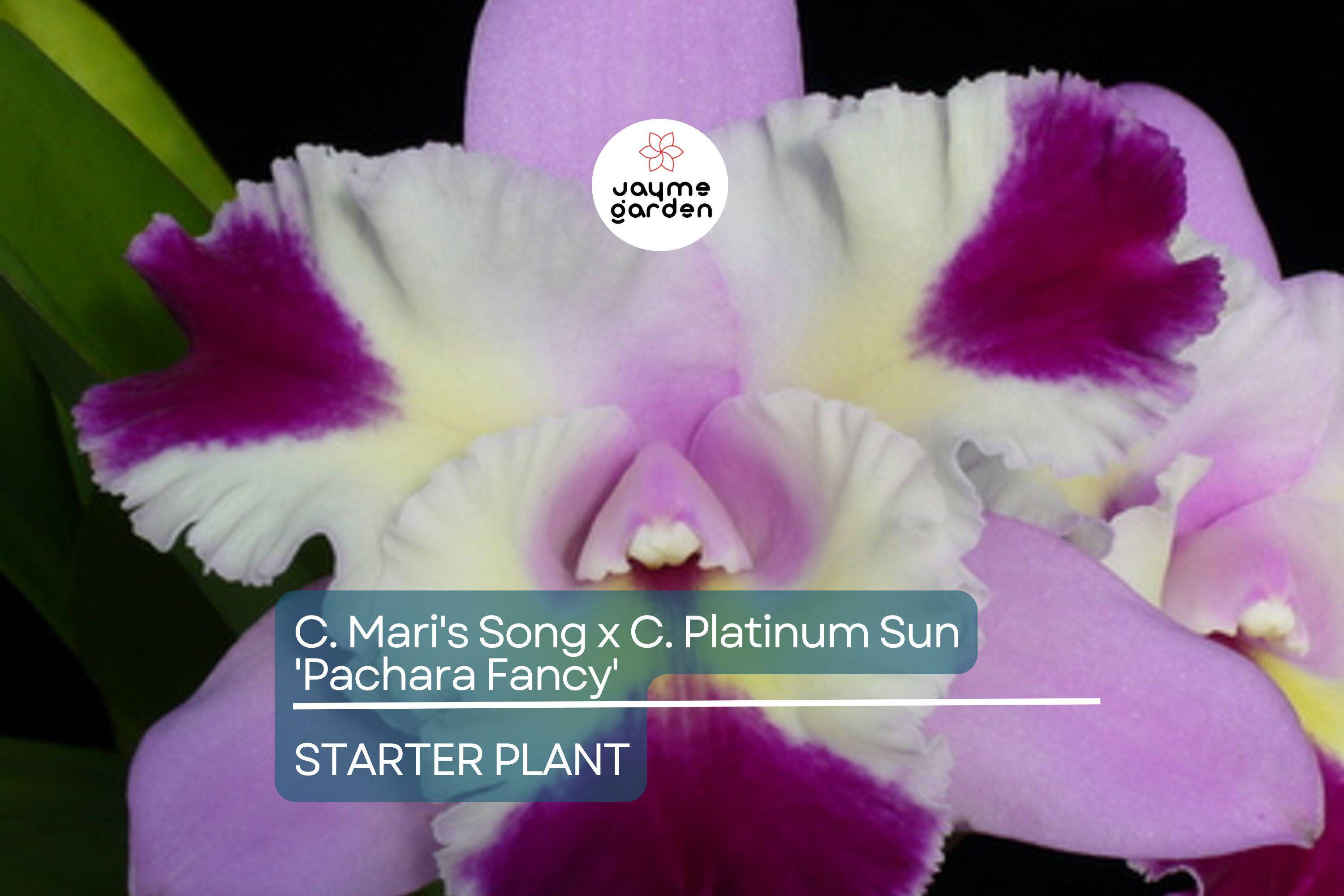 C. Mari's Song x C. Platinum Sun 'Pachara Fancy' Orchid | Live Potted Starter Plant | Multicolor Cattleya | Tropical Indoor/Outdoor