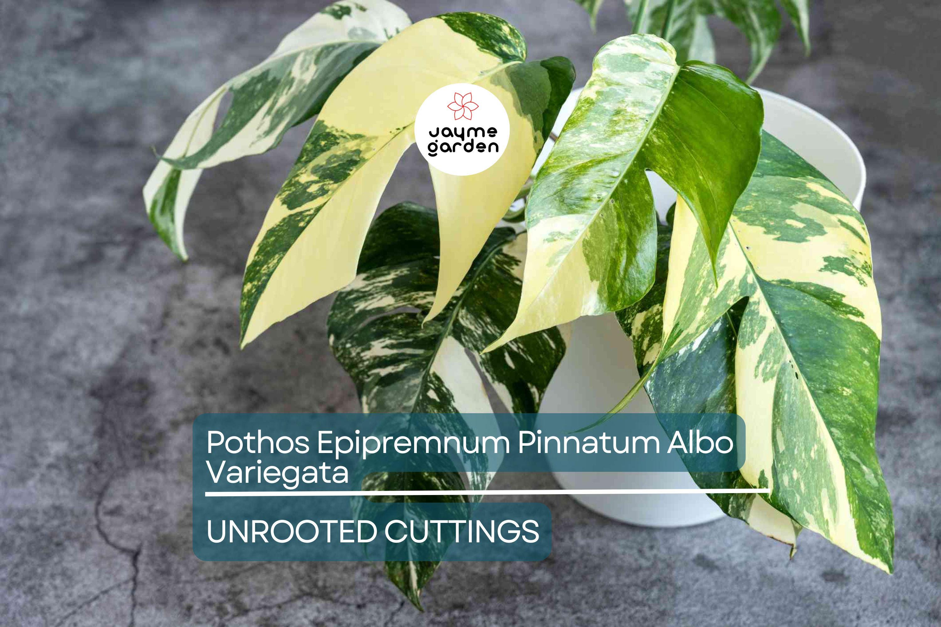 Pothos Epipremnum Pinnatum Albo Variegata Cuttings, Beautiful Fenestrated Leaves, Low Maintenance, Ideal for Climbing