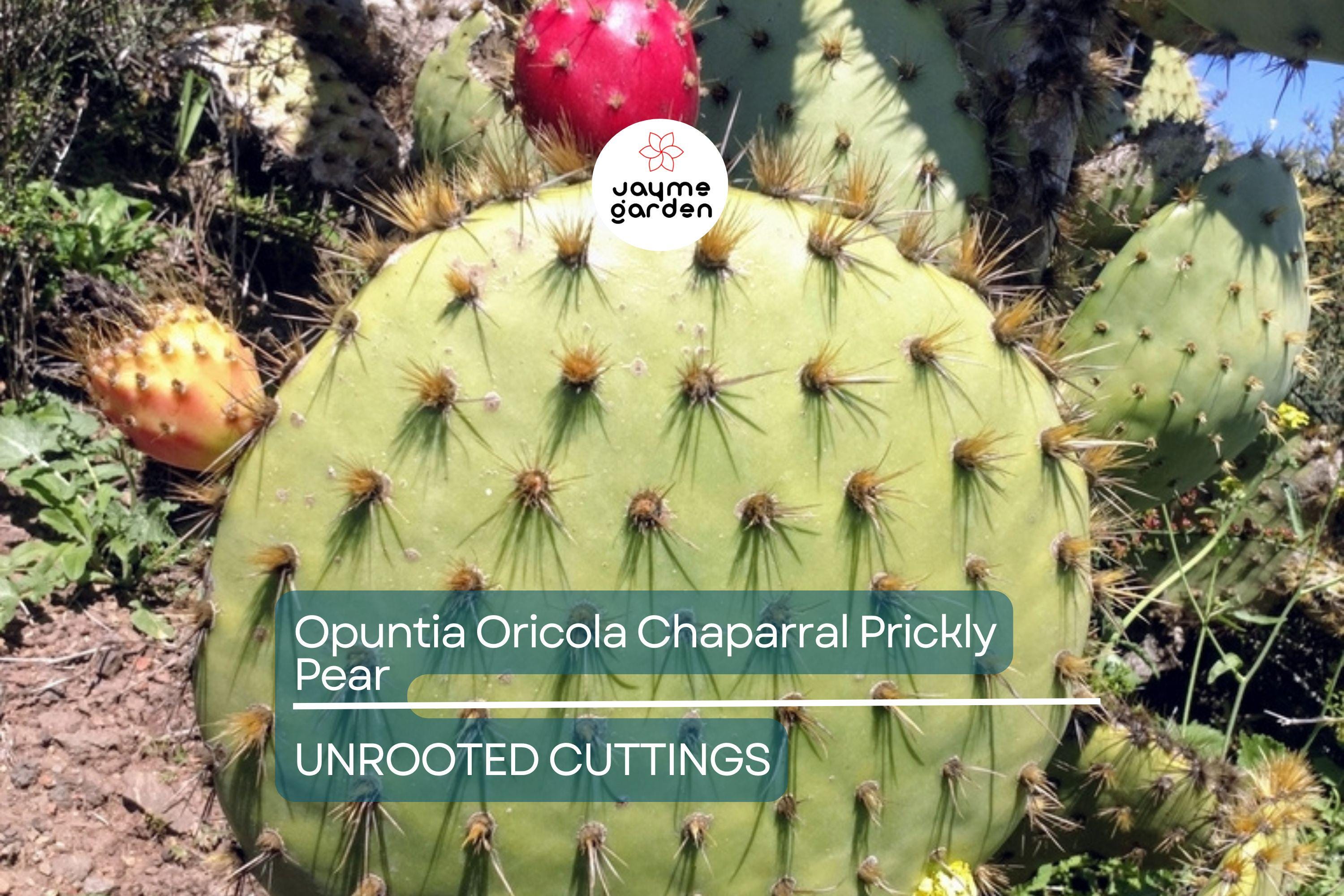 Opuntia Oricola Chaparral Prickly Pear Cactus Pad Cutting (1) | 5-7" Tall | Coastal Los Angeles Origin | Easy to Root