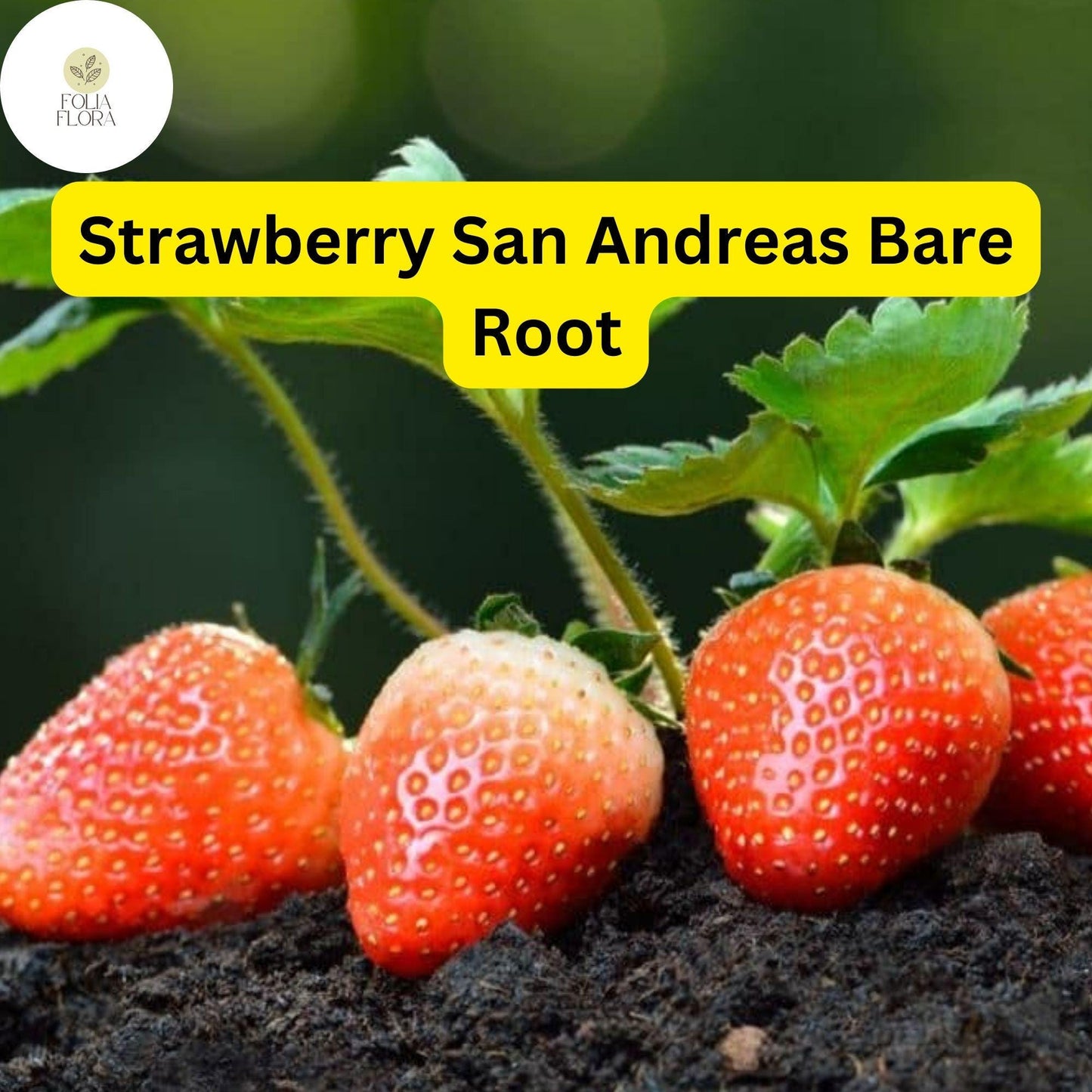 10 Bare Root Everbearing Strawberry Plants "San Andreas" for Zones 4-9