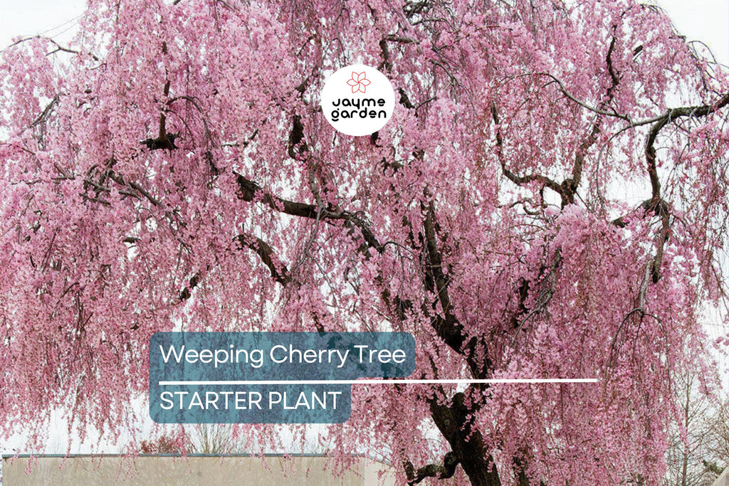 Weeping Cherry Tree – 2-3 Ft Tall | Live Flowering Tree | Bare Root | Spring Blooms | Hardy Zone 5 | Ready to Plant
