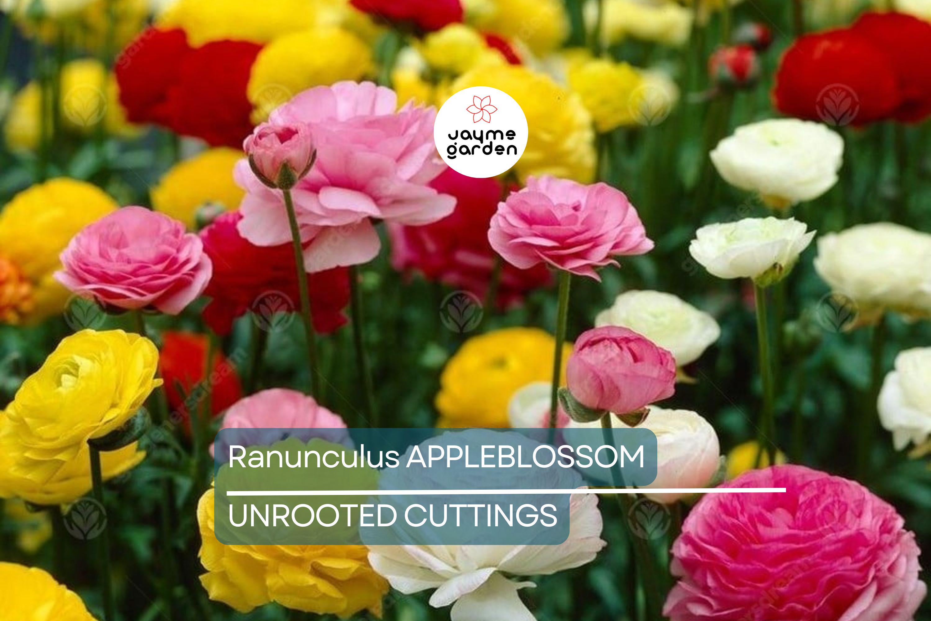 Ranunculus Appleblossom Mix Bulbs - 10 Pink, Red, White Flower Bulbs, Fast-Growing, Drought-Resistant, USDA Zones 8-11