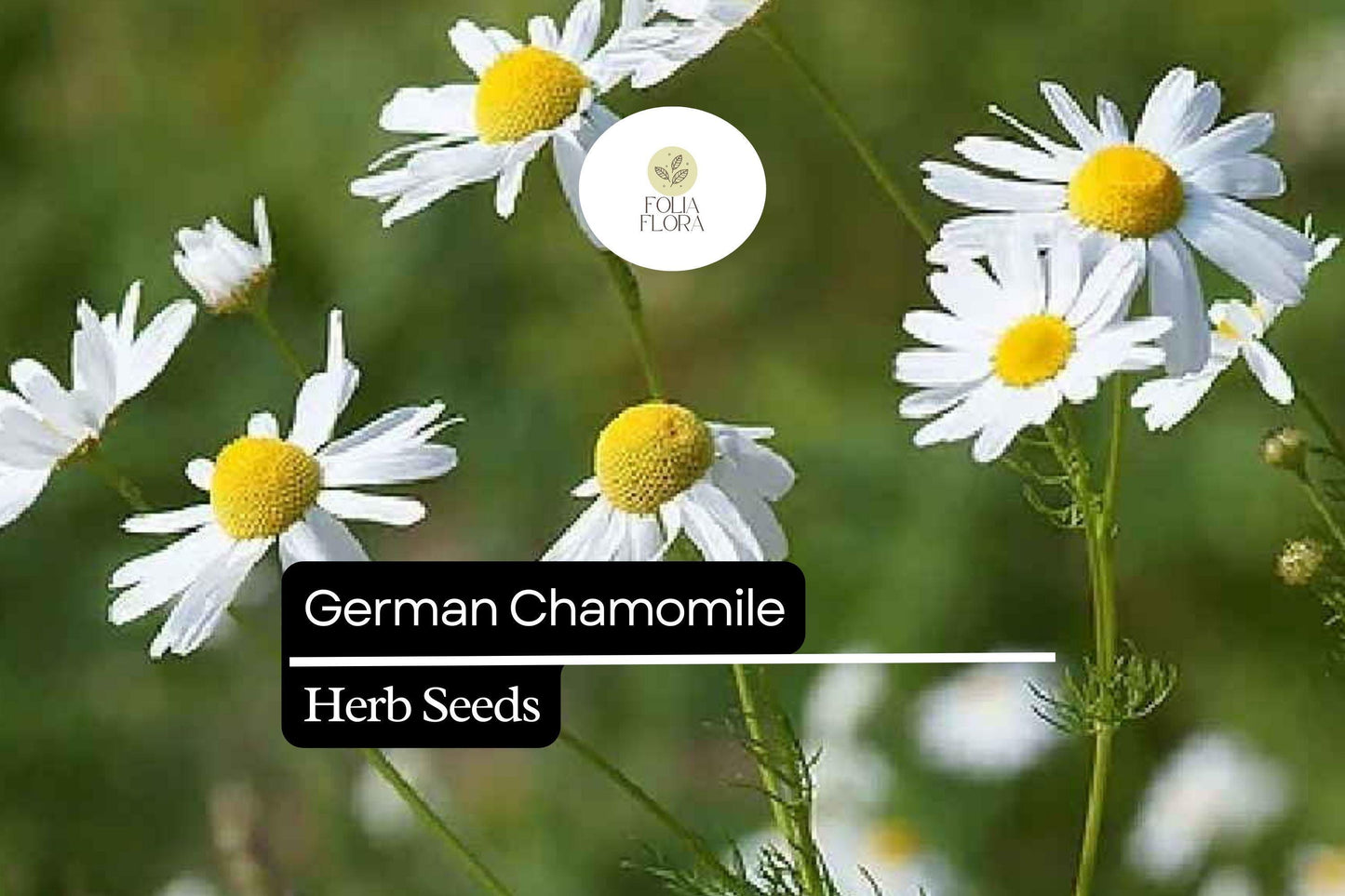 German Chamomile Seeds – 100 Matricaria recutita | Fragrant Daisy-Like Herb Flower for Herb Gardens