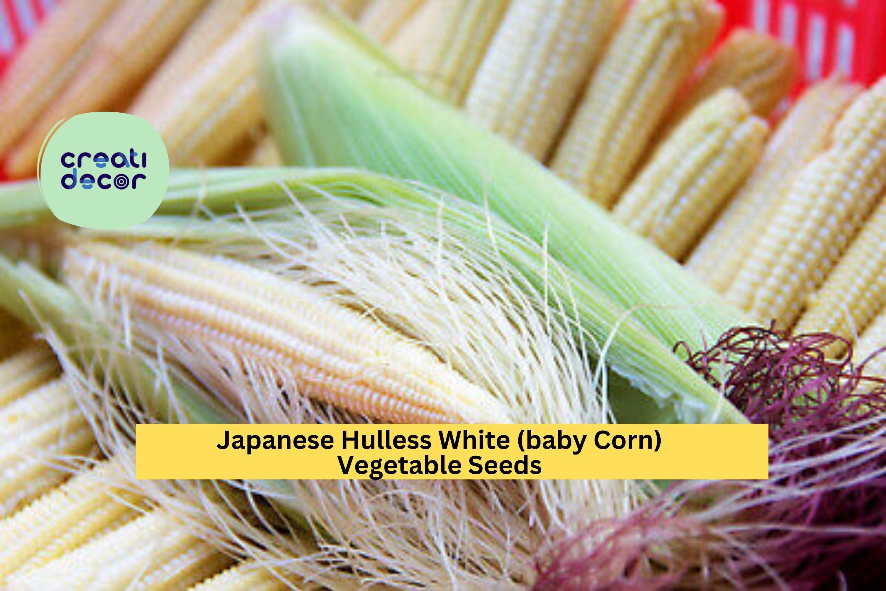 3pcs x 5g Japanese Hulless White Popcorn Seeds – Baby Corn Variety for Garden Rows, Homestead, or Backyard Growing Seeds for Planting