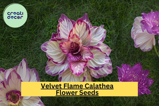 25+ Velvet Flame Calathea Seeds - Exotic Foliage Plant for Indoor & Outdoor Gardens - Rare Tropical Houseplant for Easy Growing