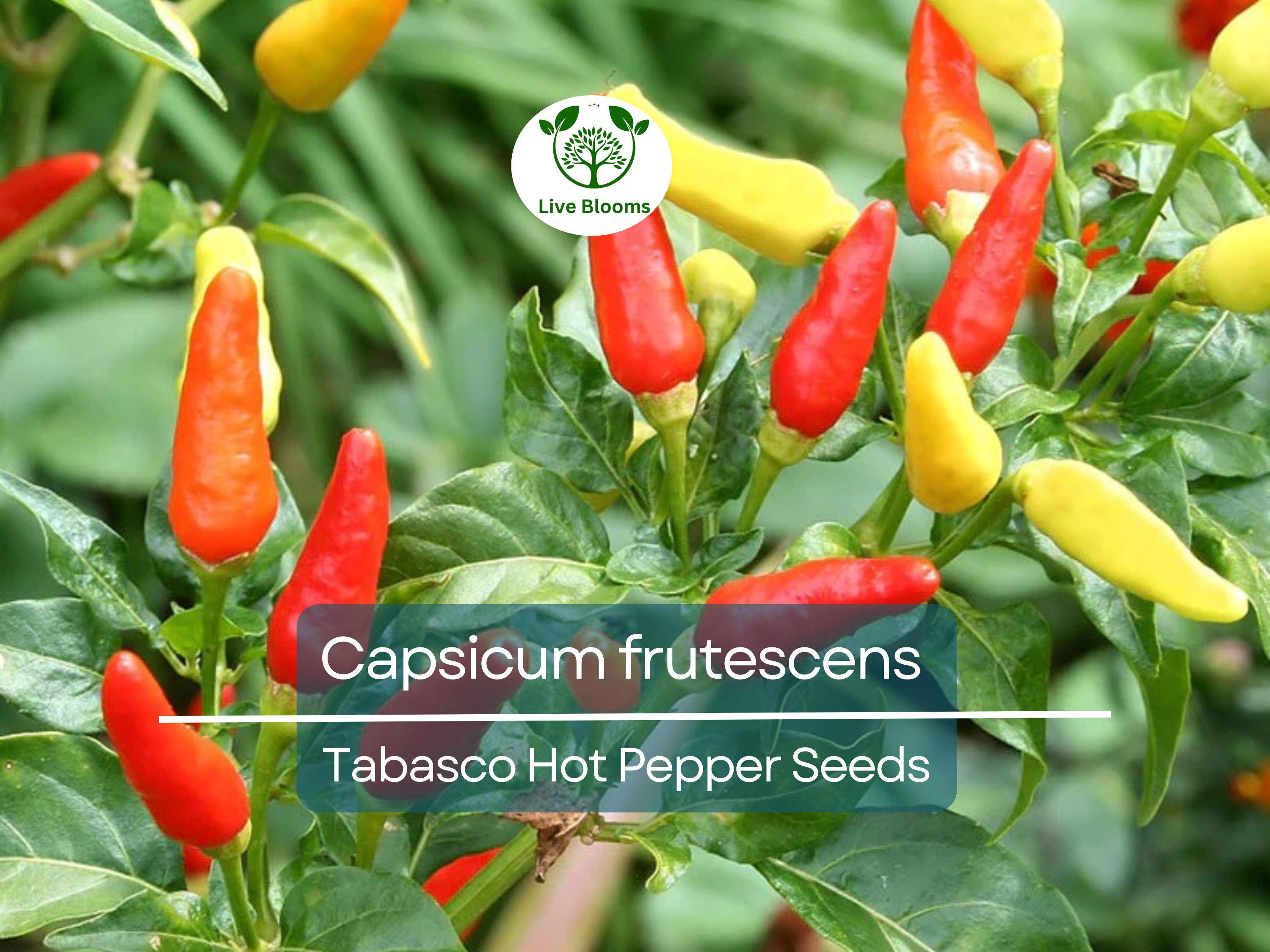 250 mg Tabasco Hot Pepper Seeds - Capsicum frutescens | Heirloom Pepper for Planting, Spicy Cooking & Hot Sauce | Fiery Flavor