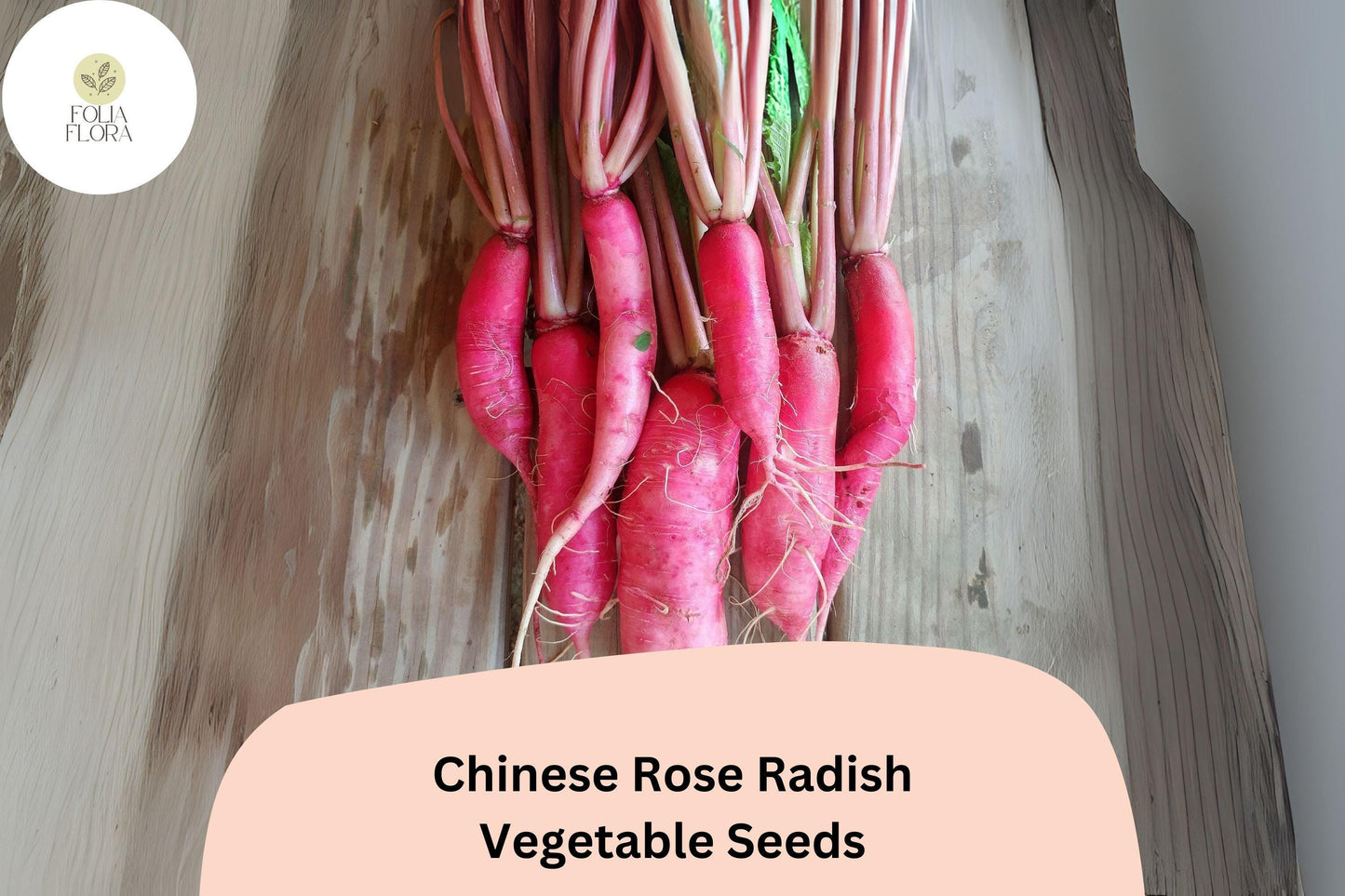 500+ Chinese Rose Radish Seeds – Heirloom Winter Radish Seeds for Garden Planting
