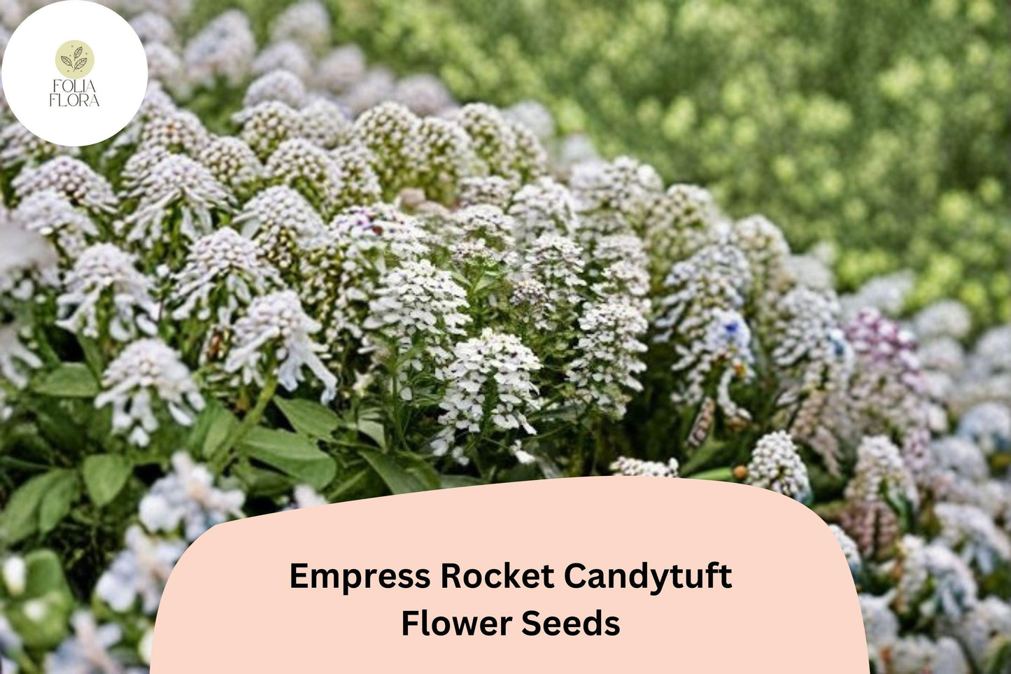 Empress Rocket Candytuft Seeds – Iberis amara | Easy Grow Annual for Borders, Beds & Cut Flower Gardens