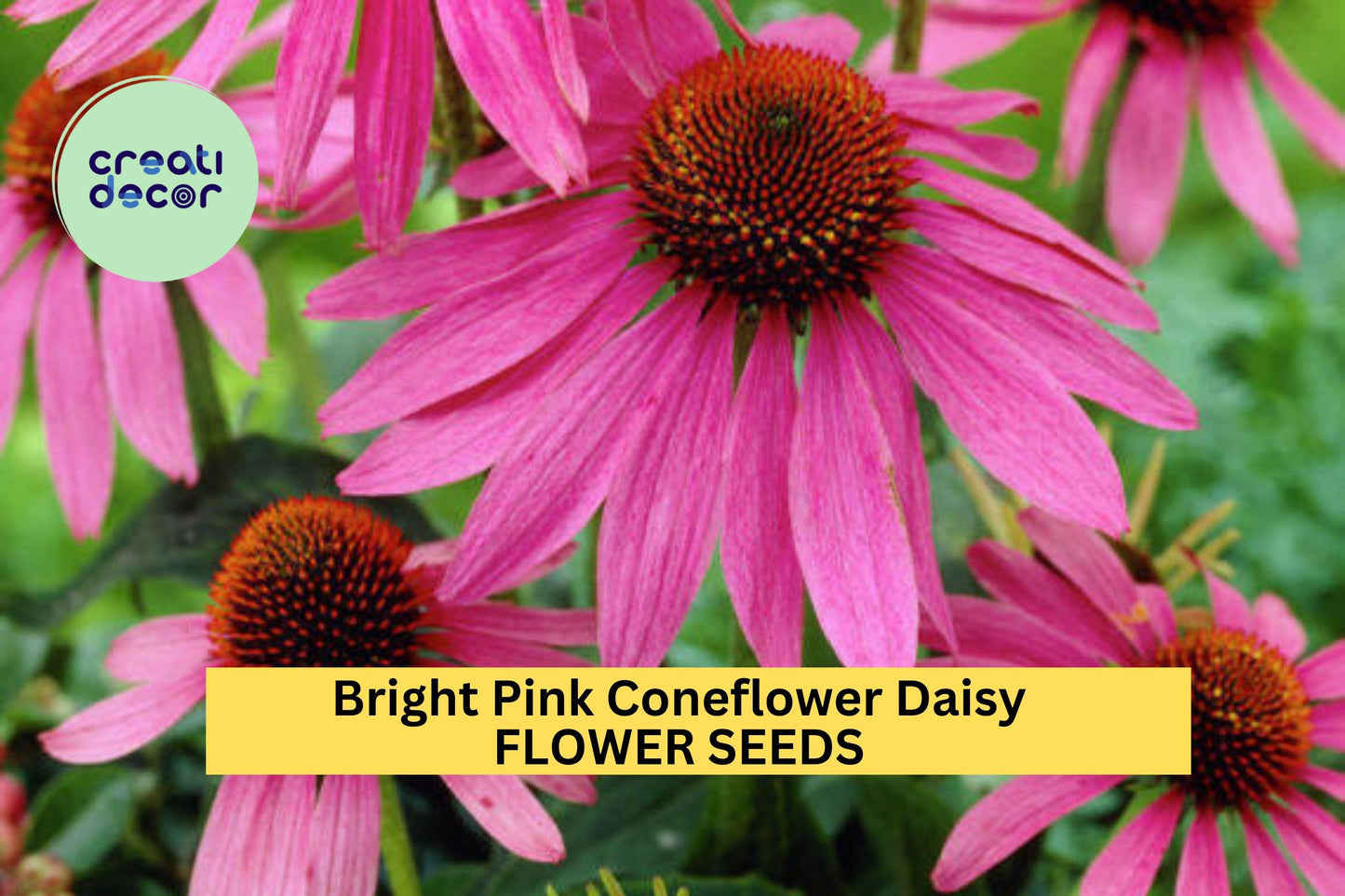 200+ Bright Pink Coneflower Daisy Seeds – Vibrant Perennial Blooms for Garden Planting, Pollinator-Friendly Echinacea – USA