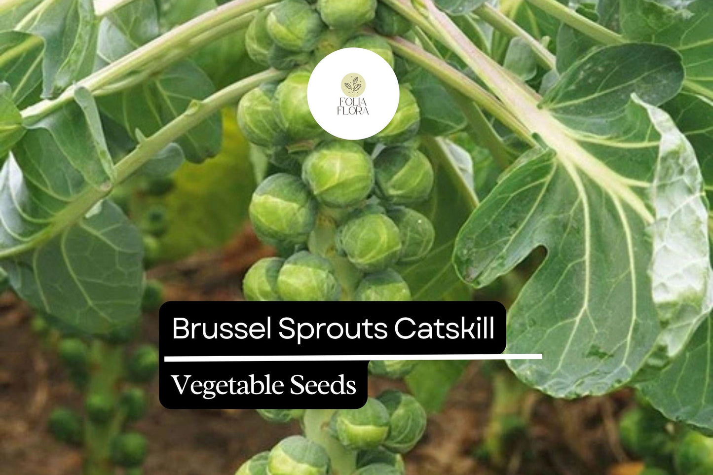 500+ Catskill Brussels Sprouts Seeds | Brassica oleracea | Heirloom Sprout Variety | Bulk Garden Vegetable Seeds