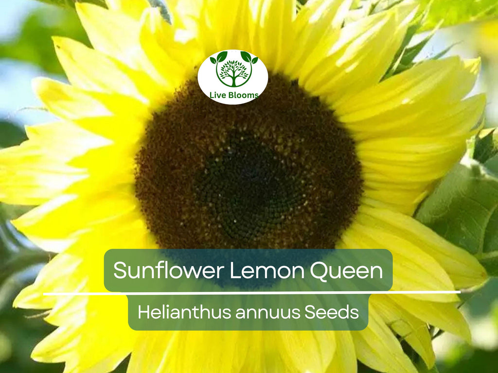100 Sunflower Seeds - Lemon Queen | Helianthus annuus | Non-GMO, Cut Flower, Branching, Multiple Blooms, Pollinator Favorite