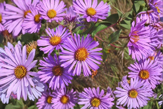 Symphyotrichum novae-angliae – New England Aster | 100 Seeds | Native Purple Aster Wildflower