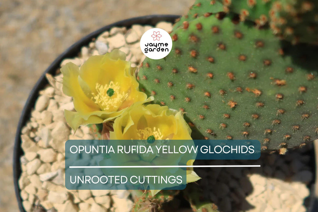 Opuntia Rufida Yellow Glochids Cactus Cutting 6-8 Inches - Bunny Ears Variety - Treated for Easy Rooting