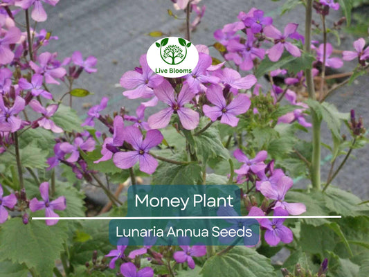 100 Money Plant Seeds – Lunaria annua | Violet Blooms + Silver | Non-GMO | Honesty Plant for Dried Flower Arrangements