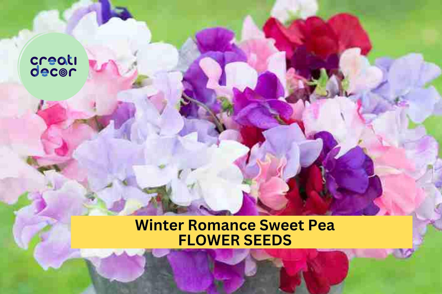 50+ Winter Romance Sweet Pea Seeds – Soft Blush Pink Fragrant Blooms for Garden Planting, Climbing Vines for Trellises – USA