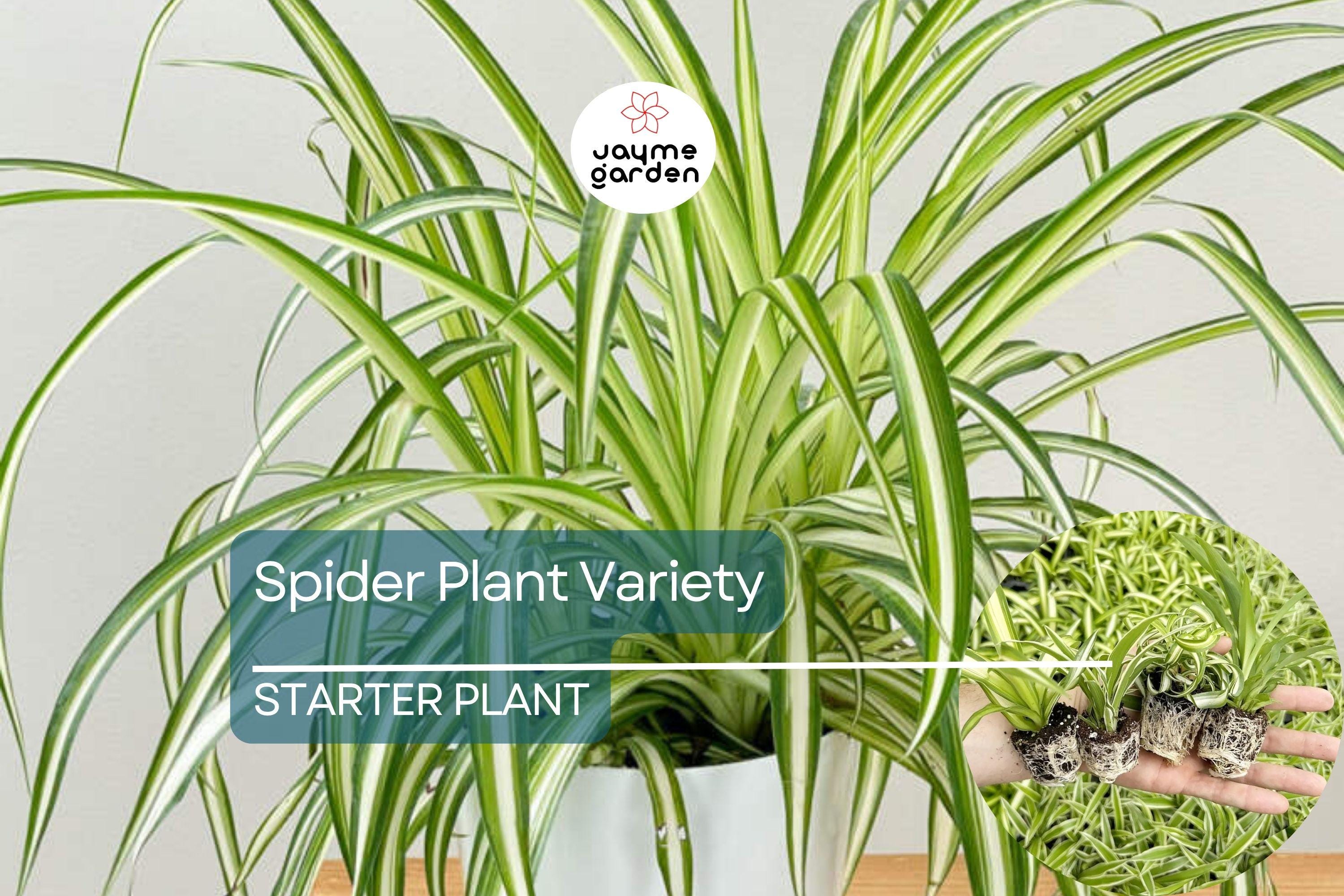 1 Spider Plant Variety Pack | Ocean, Hawaiian, Green, Bonnie Curly | Live Air-Purifying Starter Plants | Easy Indoor Decor | Great Gift