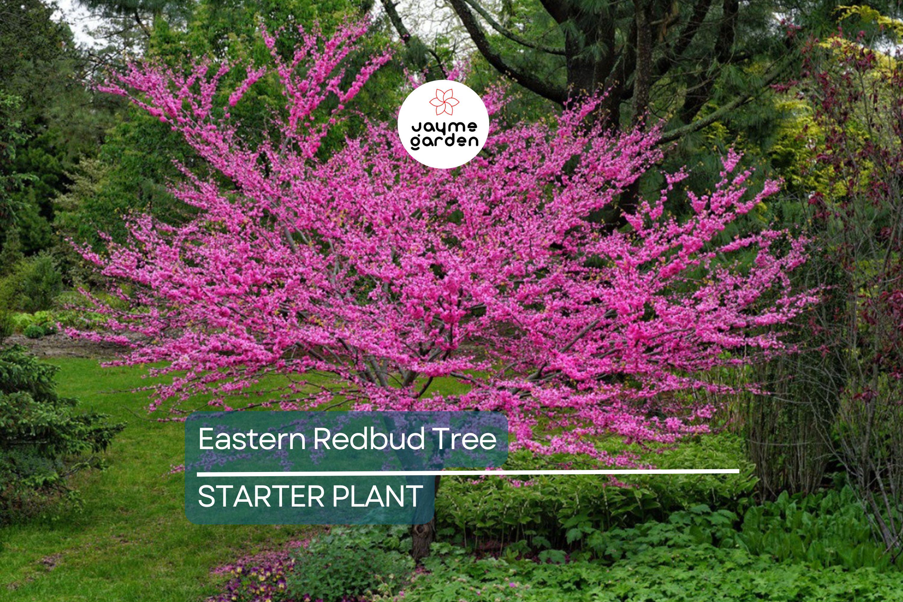 Eastern Redbud Tree 2+ Feet Tall | Purple Flowers | Hardy for Zones 4-8 | Ready to Plant Now | Ornamental Tree