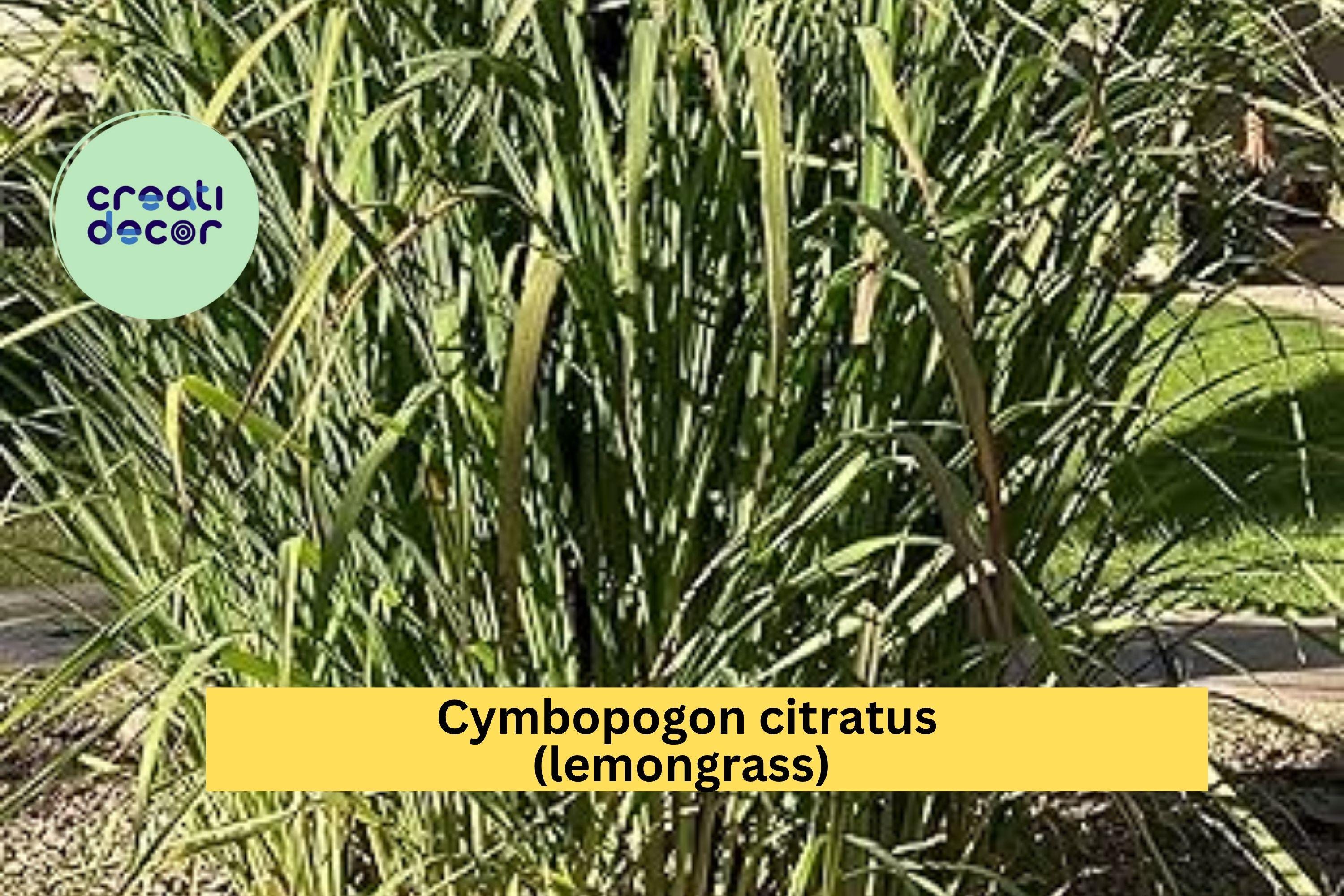 Lemongrass Live Plants – 3 Fully Rooted Stalks Ready to Grow, Cymbopogon Citratus, Tropical Herb for Garden or Pots, Easy to Grow