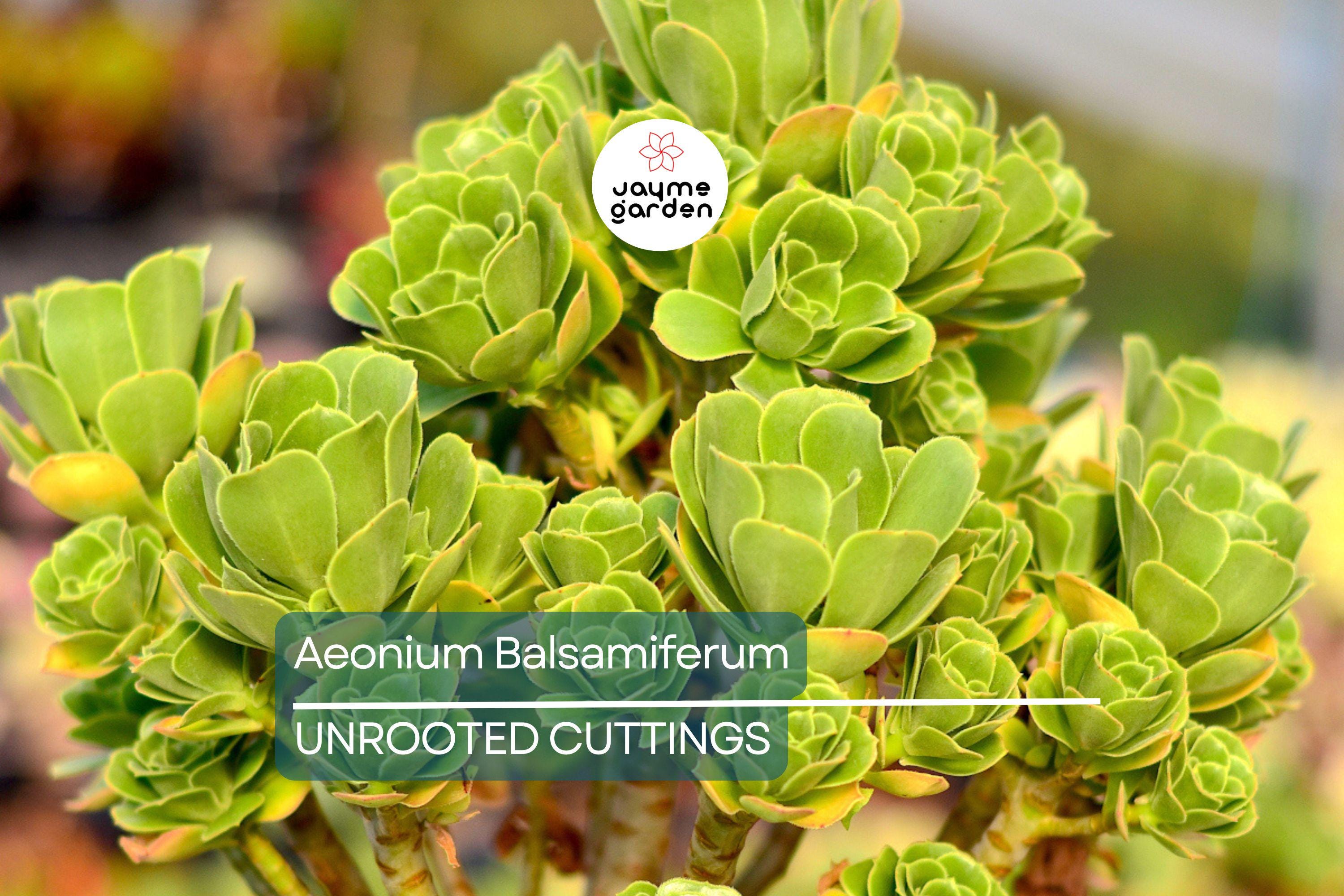 Aeonium Balsamiferum 4" Cutting | Unrooted Succulent Plant | Easy to Grow | Unique Broccoli-Like Shape |