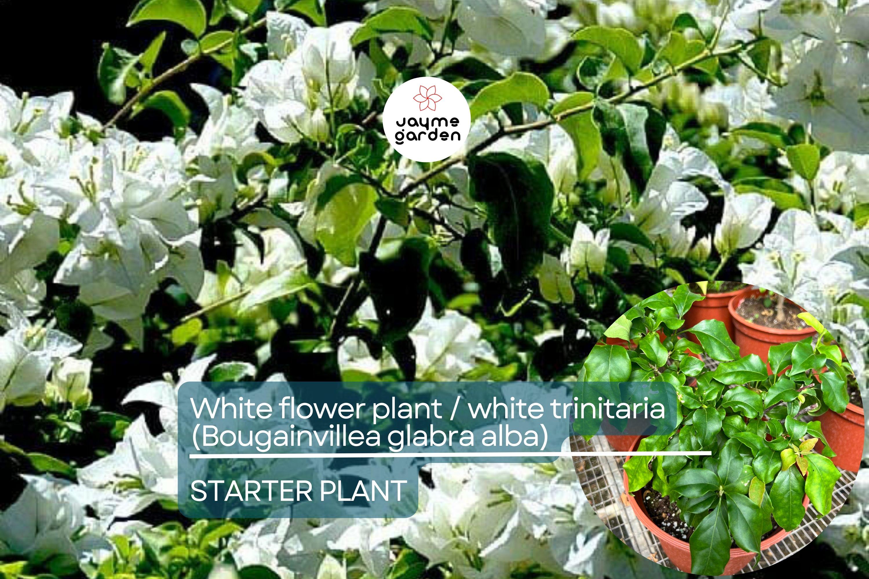 1 White Trinitaria Bougainvillea Live Plant 1’-2’ | Tropical Climbing Flowering Vine | Stunning White Bracts, Low Maintenance