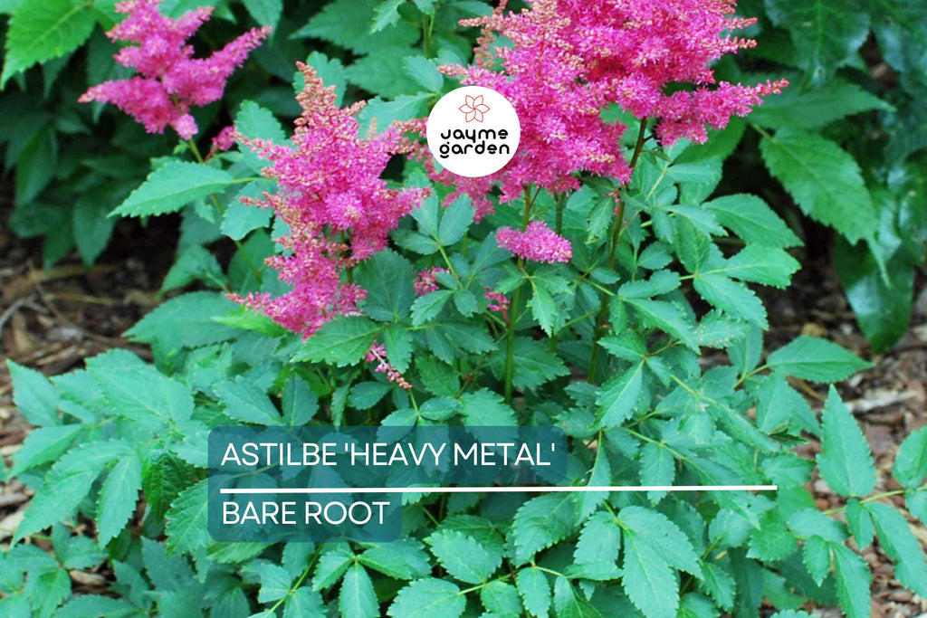 Astilbe 'Heavy Metal' Bare Root Plant | Ruby Red Blooms | Shade-Loving Perennial | 2-3 Eye Healthy Roots | Deer & Rabbit Resistant