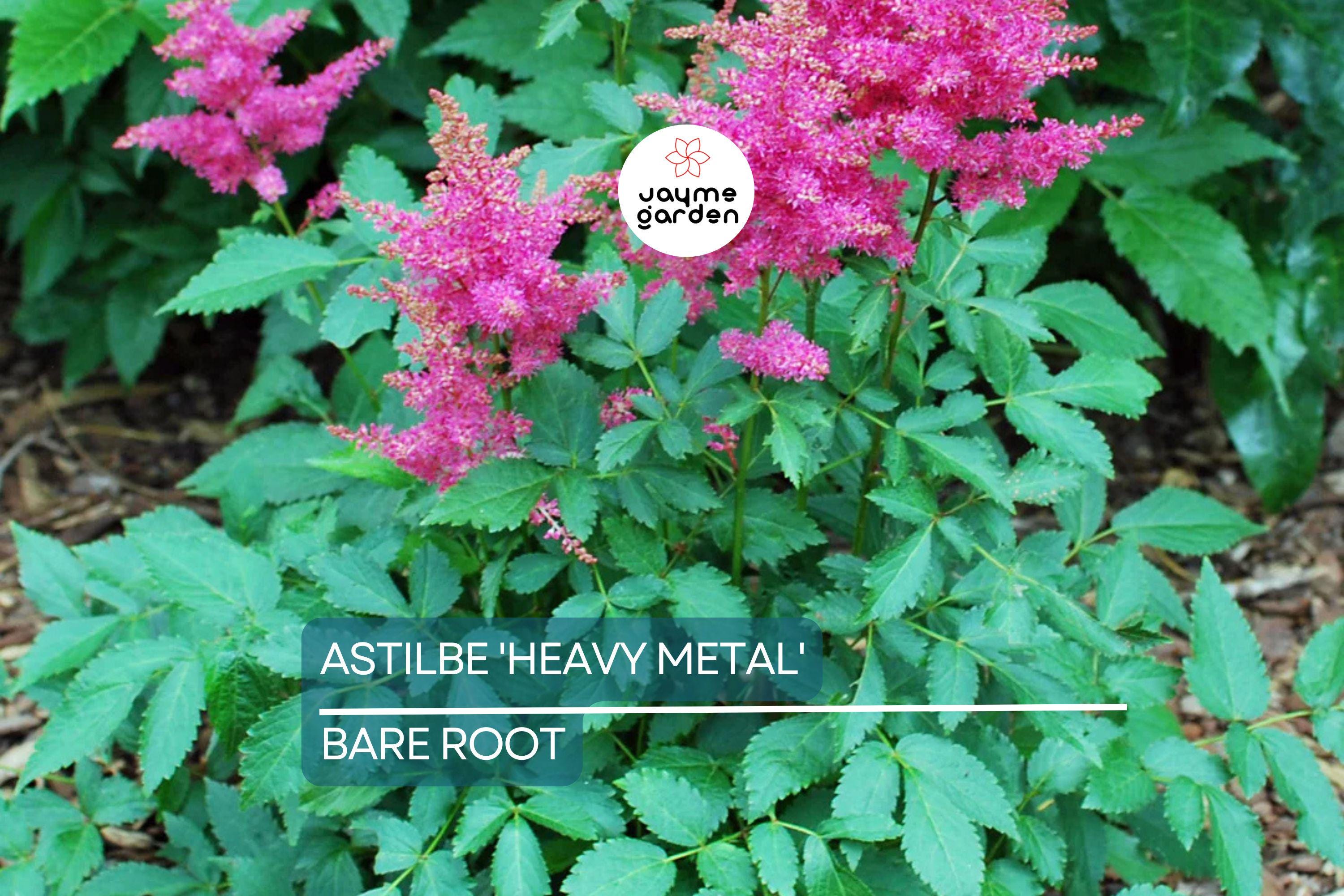 Astilbe 'Heavy Metal' Bare Root Plant | Ruby Red Blooms | Shade-Loving Perennial | 2-3 Eye Healthy Roots | Deer & Rabbit Resistant