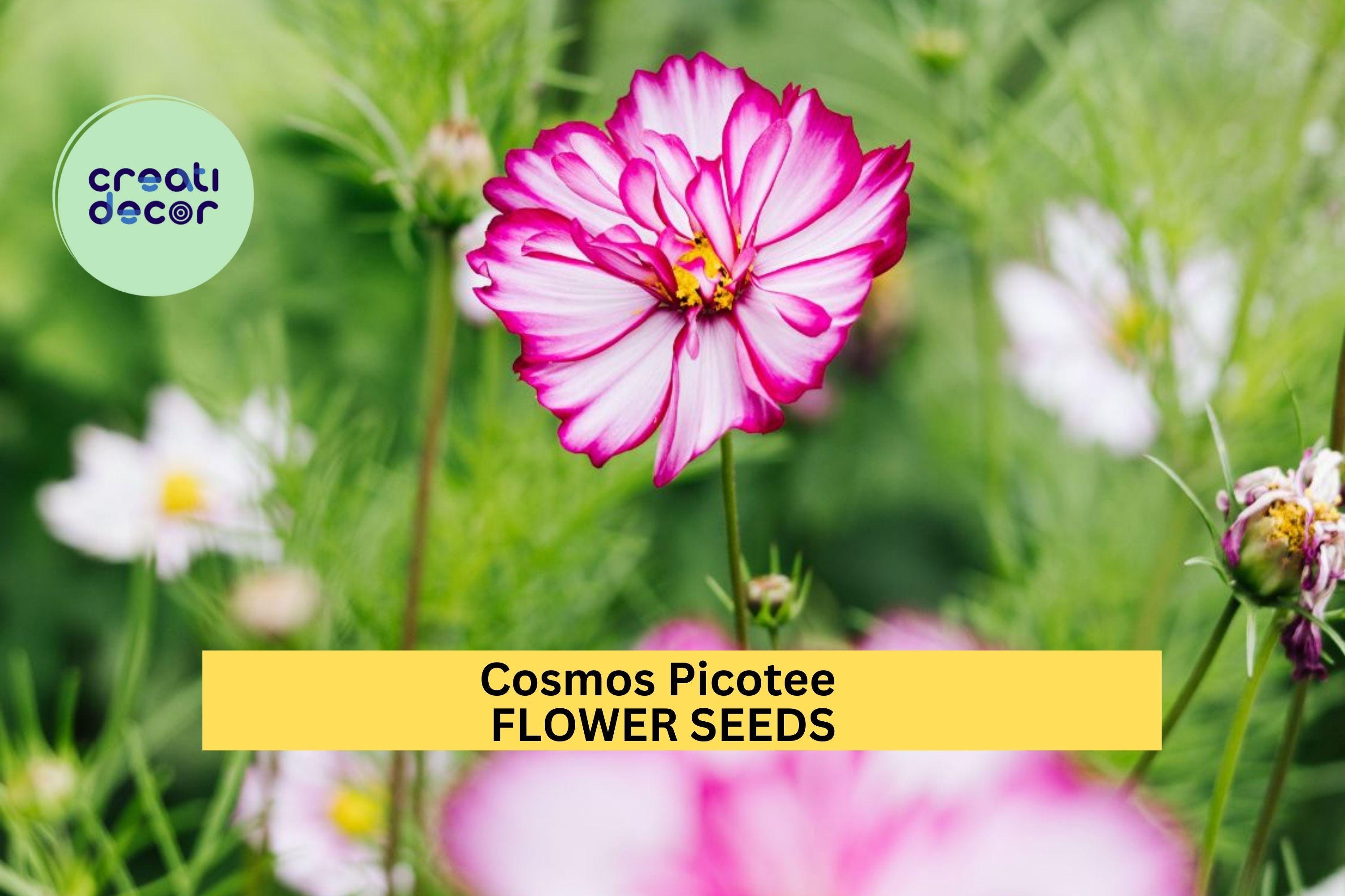 3pcs of 1g Cosmos Picotee Seeds – Bi-Color Edge Blooms for Cottage Gardens, Wildflower Beds, or Cut Flower Borders Seeds for Planting
